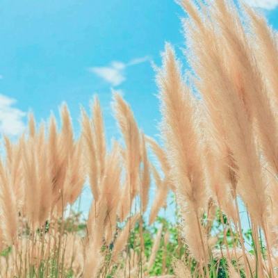 梦幻奇缘手游微信版下载